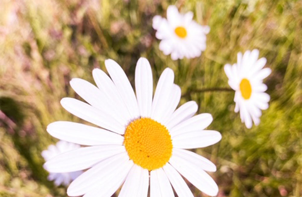 blumen